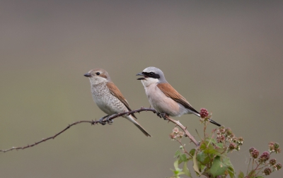 <i class='fa fa-user'></i> keesvanderklauw |   Grauwe Klauwier  <i class='fa fa-eye'> 540</i>  <i class='fa fa-thumbs-up'> 22</i>   <i class='fa fa-comment-o'> 16</i>