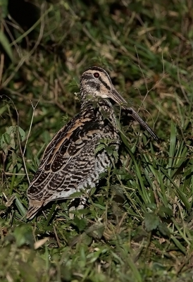 <i class='fa fa-user'></i> charlysax |   Reuzensnip  <i class='fa fa-eye'> 193</i>   <i class='fa fa-comment-o'> 1</i>