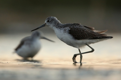 <i class='fa fa-user'></i> Marcel Langelaan |   Groenpootruiter  <i class='fa fa-eye'> 285</i>  <i class='fa fa-thumbs-up'> 2</i>   <i class='fa fa-comment-o'> 5</i>