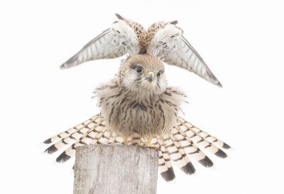 <i class='fa fa-user'></i> Fred |   Torenvalk  <i class='fa fa-eye'> 439</i>  <i class='fa fa-thumbs-up'> 7</i>   <i class='fa fa-comment-o'> 10</i>