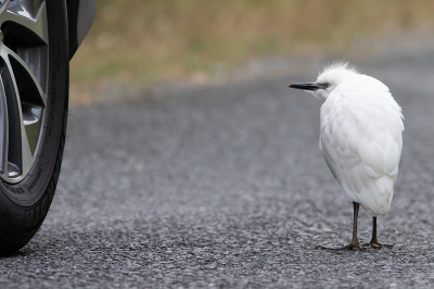 <i class='fa fa-user'></i> Marcel van der Tol |   Koereiger  <i class='fa fa-eye'> 438</i>  <i class='fa fa-thumbs-up'> 1</i>   <i class='fa fa-comment-o'> 7</i>
