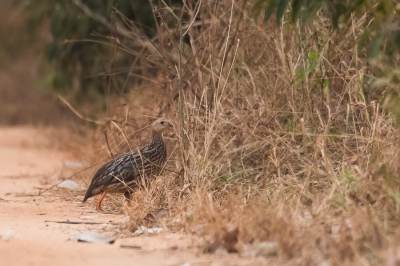 <i class='fa fa-user'></i> Paul van Giersbergen |   Grants Frankolijn  <i class='fa fa-eye'> 241</i>   <i class='fa fa-comment-o'> 2</i>
