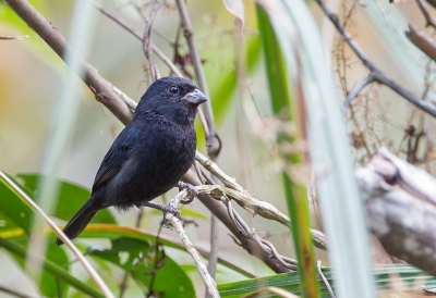 <i class='fa fa-user'></i> charlysax |   Zwart-blauw Dikbekje  <i class='fa fa-eye'> 182</i>   <i class='fa fa-comment-o'> 3</i>