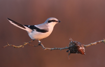 Nog zo'n 3 weken en dan bestaat de kans dat de Klapekster voor het 7e jaar op rij terugkeert bij mij achter het huis... ik hoop het ontzettend, maar goed, het is al een vrij oud beestje en het overwinteringsgebied verandert ook steeds verder. We hebben haar slaapbosje gelukkig weten te behouden voor komende winter dus dat is gunstig mocht ze terugkeren. Erg blij met de foto's die ik afgelopen winter heb kunnen maken, waaronder deze in het allereerste licht! Het warme licht vind ik een prachtig effect geven. Maar mocht ze terugkeren dan heb ik nog heel wat foto's in gedachten die ik graag zou willen maken, dus ik kijk uit naar haar terugkeer!

Groeten, Thijs