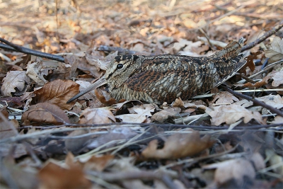 Mijn gebuur komt me vertellen dat er een 'rare'vogel zit op het einde van de straat.Ik met m'n camera in de aanslag daar naartoe.Eenmaal daar aangekomen bleek die 'rare' een houtsnip te zijn.Door mijn aankomst drukt de vogel zich plat tegen de grond om zo op te gaan in vegitatie.Wachtende tot de vogel weer opstaat zit ik te denken.Als ik nu eens met de wagen was(de rijdende schuilhut).Maar ja,wie haalt er nu zijn wagen uit voor 100 meter.En inderdaad mijn gedachten die werden waarheid.De vogel staat in luttele seconden recht en vliegt op.Toch nog enkele in zit kunnen maken.De uitsnede is niet perfect ditzijnde ik de vogel niet op het net kreeg met de door BP gevraagde afmetingen.Sorry daarvoor.