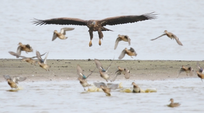 <i class='fa fa-user'></i> thijsglastra |   Zeearend  <i class='fa fa-eye'> 317</i>  <i class='fa fa-thumbs-up'> 8</i>   <i class='fa fa-comment-o'> 16</i>