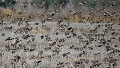 <i class='fa fa-user'></i> liesbeth van vliet |   Spaanse Mus  <i class='fa fa-eye'> 347</i>  <i class='fa fa-thumbs-up'> 2</i>   <i class='fa fa-comment-o'> 5</i>