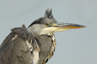 Blauwtje gelopen? Bad hair day? Of een somber karakter? In elk geval maakt hij geen blijmoedige indruk.