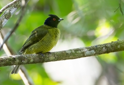 <i class='fa fa-user'></i> charlysax |   Zwart-groene Besseneter  <i class='fa fa-eye'> 139</i>   <i class='fa fa-comment-o'> 4</i>