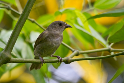 De naam zegt het al: endemisch voor Jamaica alwaar je deze soort vooral in de hoger gelegen bossen vind.