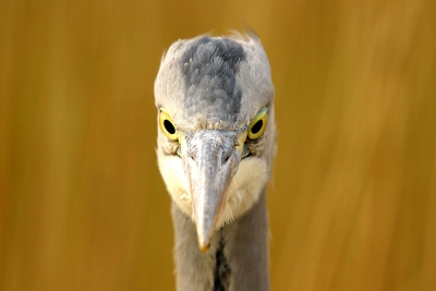 Reiger was totaal niet bang... Mijn 500mm lens kon maar net scherp stellen omdat ik te dicht bij was