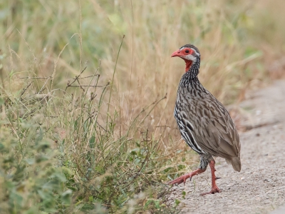 <i class='fa fa-user'></i> Paul van Giersbergen |   Roodkeelfrankolijn  <i class='fa fa-eye'> 223</i>   <i class='fa fa-comment-o'> 2</i>