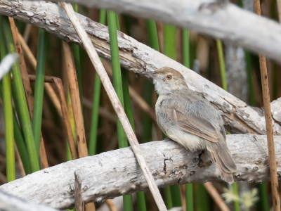 <i class='fa fa-user'></i> Paul van Giersbergen |   Angolagraszanger  <i class='fa fa-eye'> 169</i>   <i class='fa fa-comment-o'> 2</i>