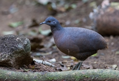 <i class='fa fa-user'></i> charlysax |   Bruine Tinamoe  <i class='fa fa-eye'> 158</i>   <i class='fa fa-comment-o'> 2</i>