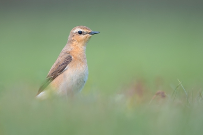 <i class='fa fa-user'></i> Hans Overduin |   Tapuit  <i class='fa fa-eye'> 364</i>  <i class='fa fa-thumbs-up'> 17</i>   <i class='fa fa-comment-o'> 18</i>