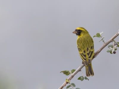 <i class='fa fa-user'></i> Paul van Giersbergen |   Maskerkanarie  <i class='fa fa-eye'> 232</i>   <i class='fa fa-comment-o'> 2</i>