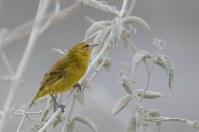 <i class='fa fa-user'></i> Paul van Giersbergen |   Dunbekwever  <i class='fa fa-eye'> 210</i>  <i class='fa fa-thumbs-up'> 2</i>   <i class='fa fa-comment-o'> 2</i>