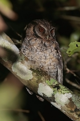 <i class='fa fa-user'></i> charlysax |   Langoorschreeuwuil  <i class='fa fa-eye'> 174</i>  <i class='fa fa-thumbs-up'> 1</i>   <i class='fa fa-comment-o'> 3</i>