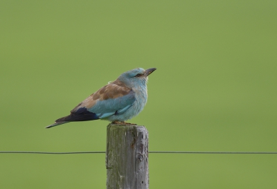 In mei in Spanje nog tevergeefs gezocht naar een scharrelaar, nu dan op Texel, een buitenkansje! Toen ik aankwam vloog de vogel net op, maar gelukkig teruggevonden een eindje verderop waar hij zich prachtig liet bewonderen.