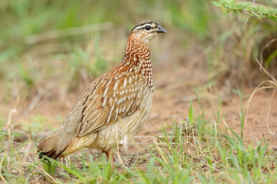 <i class='fa fa-user'></i> FransvanBoxtel |   Kuiffrankolijn  <i class='fa fa-eye'> 261</i>   <i class='fa fa-comment-o'> 3</i>