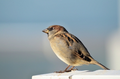 Iets wat ik totaal niet ben, maar zijn ook veel bij de Nederlandse strandpaviljoens te vinden...