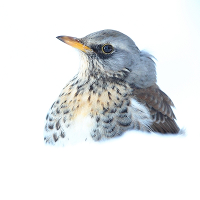 <i class='fa fa-user'></i> Alex Roetemeijer |   Kramsvogel  <i class='fa fa-eye'> 323</i>  <i class='fa fa-thumbs-up'> 9</i>   <i class='fa fa-comment-o'> 8</i>