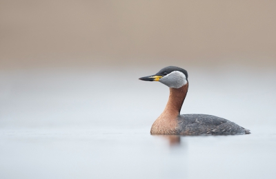 <i class='fa fa-user'></i> keesvanderklauw |   Roodhalsfuut  <i class='fa fa-eye'> 539</i>  <i class='fa fa-thumbs-up'> 28</i>   <i class='fa fa-comment-o'> 23</i>