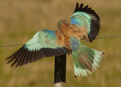 Scharrelaar vloog gelukkig voor ons van paal naar paal naar ons toe, pikte regelmatig een prooi uit het gras en vloog terug op een paal. Hadden de ochtend zon mee