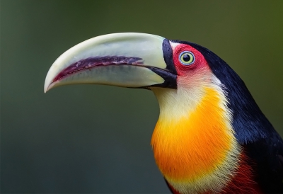 <i class='fa fa-user'></i> charlysax |   Roodborsttoekan  <i class='fa fa-eye'> 266</i>  <i class='fa fa-thumbs-up'> 7</i>   <i class='fa fa-comment-o'> 11</i>