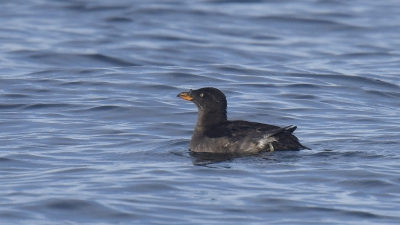 <i class='fa fa-user'></i> Gerard Visser |   Neushoornalk  <i class='fa fa-eye'> 245</i>   <i class='fa fa-comment-o'> 7</i>