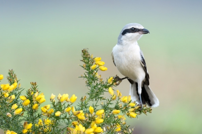 <i class='fa fa-user'></i> FransvanBoxtel |   Klapekster  <i class='fa fa-eye'> 442</i>  <i class='fa fa-thumbs-up'> 16</i>   <i class='fa fa-comment-o'> 9</i>