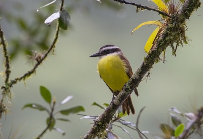 <i class='fa fa-user'></i> charlysax |   Grote Kiskadie  <i class='fa fa-eye'> 164</i>  <i class='fa fa-thumbs-up'> 1</i>   <i class='fa fa-comment-o'> 3</i>