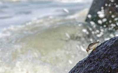 <i class='fa fa-user'></i> Eef Kieft |   Paarse Strandloper  <i class='fa fa-eye'> 298</i>  <i class='fa fa-thumbs-up'> 3</i>   <i class='fa fa-comment-o'> 10</i>