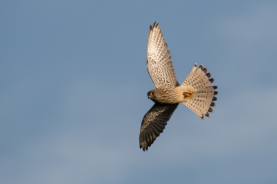 Eurasian Kestrel/Common Kestrel. I like the pose with symmetrical tail!