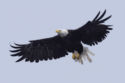 <i class='fa fa-user'></i> Gerard Visser |   Amerikaanse Zeearend  <i class='fa fa-eye'> 292</i>  <i class='fa fa-thumbs-up'> 2</i>   <i class='fa fa-comment-o'> 12</i>