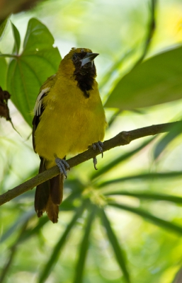 Endemische soort voor Jamaica en San Andrs. Voorheen kwam deze troepiaal ook voor op het eiland Grand Cayman maar wordt daar nu als uitgestorven beschouwd.