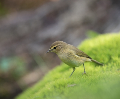 In de HJ vogelkijkhut te Emmen deze Fitis gefotografeerd in het groen, mooie vogel lijkt sterk op de Tjiftjaf, het licht was soms iets minder maar een mooie geslaagde dag.