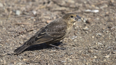 <i class='fa fa-user'></i> Gerard Visser |   Bruinkopkoevogel  <i class='fa fa-eye'> 178</i>   <i class='fa fa-comment-o'> 6</i>