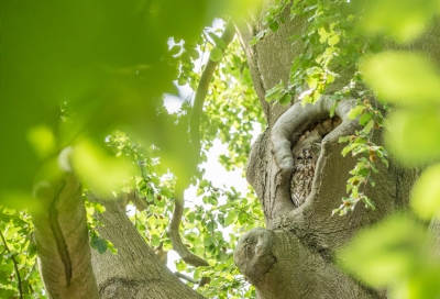 <i class='fa fa-user'></i> Kevin Sundermann |   Bosuil  <i class='fa fa-eye'> 386</i>  <i class='fa fa-thumbs-up'> 9</i>   <i class='fa fa-comment-o'> 13</i>