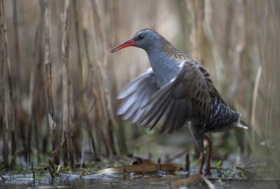 <i class='fa fa-user'></i> Bert Ooms |   Waterral  <i class='fa fa-eye'> 443</i>  <i class='fa fa-thumbs-up'> 20</i>   <i class='fa fa-comment-o'> 22</i>