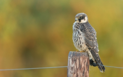 Afgelopen maand een tijdje kunnen genieten van een gezinnetje Boomvalken, de tweede avond was de beste avond die ik er gehad heb, vogels werkten top mee en lieten zich van alle kanten fotograferen waardoor je lekker veel verschillende achtergronden kon meepakken. Samen met Thijs een fantastische avond beleefd.