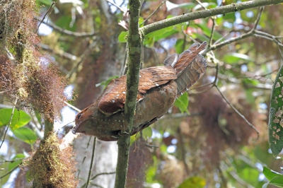 <i class='fa fa-user'></i> Henk Baptist |   Vetvogel  <i class='fa fa-eye'> 237</i>  <i class='fa fa-thumbs-up'> 3</i>   <i class='fa fa-comment-o'> 7</i>