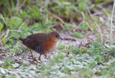 <i class='fa fa-user'></i> charlysax |   Braziliaanse Dwergral  <i class='fa fa-eye'> 182</i>  <i class='fa fa-thumbs-up'> 1</i>   <i class='fa fa-comment-o'> 3</i>