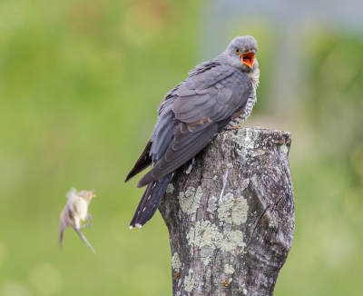 <i class='fa fa-user'></i> loek van de Leur |   Koekoek  <i class='fa fa-eye'> 397</i>   <i class='fa fa-comment-o'> 6</i>