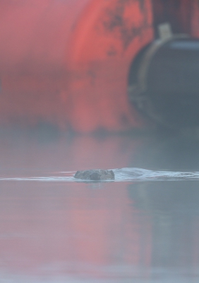 Bij deze de bever nieuwsgierig rondzwemmend bij de waterafzetting