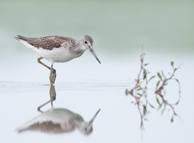 <i class='fa fa-user'></i> keesvanderklauw |   Groenpootruiter  <i class='fa fa-eye'> 398</i>  <i class='fa fa-thumbs-up'> 16</i>   <i class='fa fa-comment-o'> 25</i>