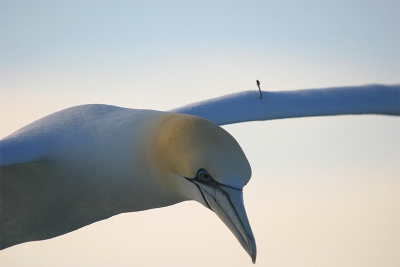 Tijdens een tripje zeevissen gemaakt. Jammer genoeg heeft er een visser niet goed opgelet tijdens het inwerpen of was het de vogels eigenschuld... Niemand zal het weten...