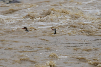 <i class='fa fa-user'></i> Henk Baptist |   Bergbeekeend  <i class='fa fa-eye'> 220</i>   <i class='fa fa-comment-o'> 3</i>