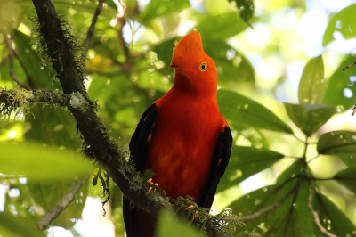 <i class='fa fa-user'></i> Henk Baptist |   Rode Rotshaan  <i class='fa fa-eye'> 181</i>  <i class='fa fa-thumbs-up'> 2</i>   <i class='fa fa-comment-o'> 5</i>