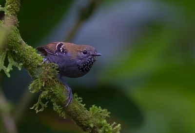 <i class='fa fa-user'></i> charlysax |   Parelhalsmiersluiper  <i class='fa fa-eye'> 189</i>  <i class='fa fa-thumbs-up'> 3</i>   <i class='fa fa-comment-o'> 8</i>